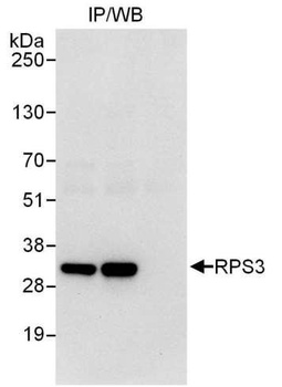 Rabbit anti-RPS3 Antibody