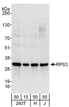 Rabbit anti-RPS3 Antibody