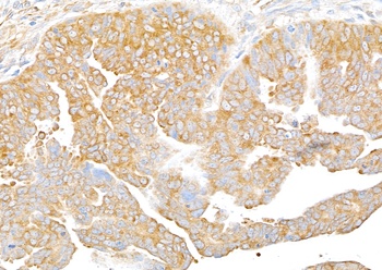 Rabbit anti-RPS3 Antibody