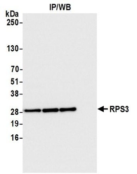 Rabbit anti-RPS3 Antibody