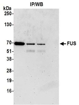 FUS Antibody