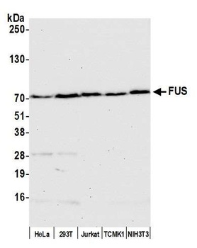 Goat anti-FUS Antibody