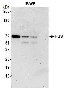 Goat anti-FUS Antibody
