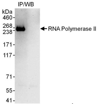 Goat RNA Polymerase II Antibody