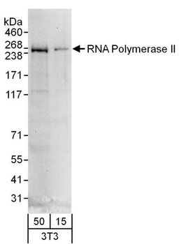 Goat RNA Polymerase II Antibody