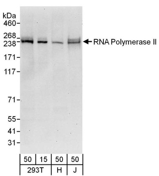 Goat RNA Polymerase II Antibody