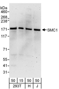 Goat anti-SMC1 Antibody