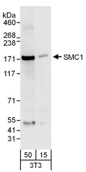 Goat anti-SMC1 Antibody