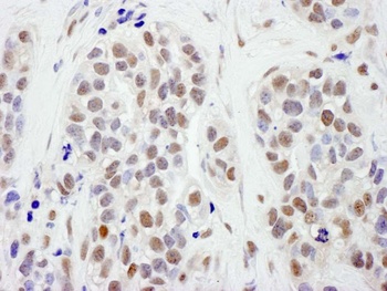 Goat anti-SMC1 Antibody