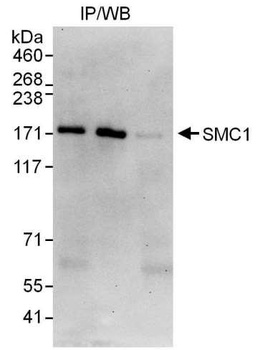 Goat anti-SMC1 Antibody