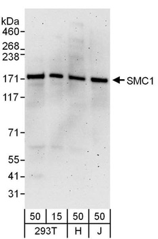 SMC1 Antibody