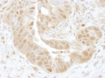 Rabbit anti-PSMD7 Antibody