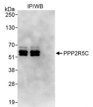 PPP2R5C Antibody