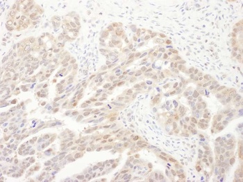 Rabbit anti-PSMA6 Antibody