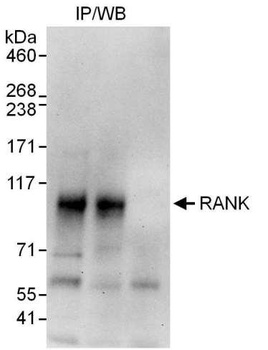 Rabbit RANK Antibody