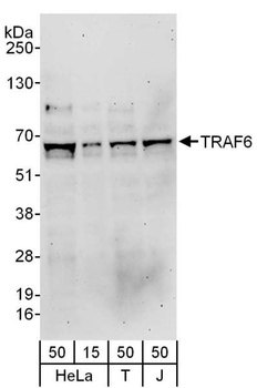 Rabbit TRAF6 Antibody