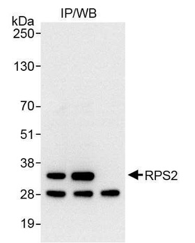Rabbit anti-RPS2 Antibody