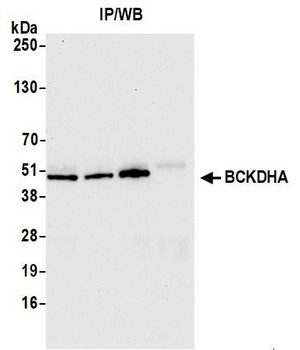 Rabbit anti-BCKDHA Antibody