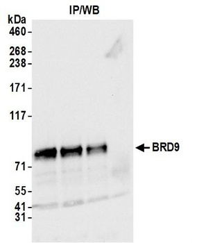 BRD9 Antibody