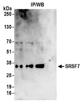 SRSF7 Antibody