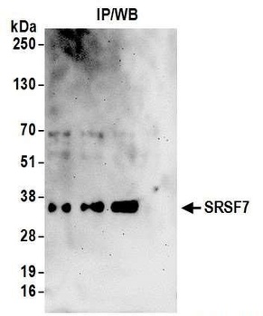 Rabbit anti-SRSF7 Antibody