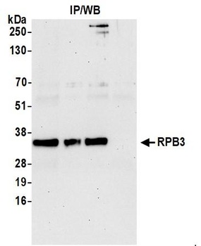 Rabbit anti-RPB3 Antibody