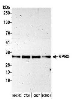 Rabbit anti-RPB3 Antibody