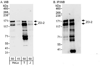 Rabbit ZO-2 Antibody