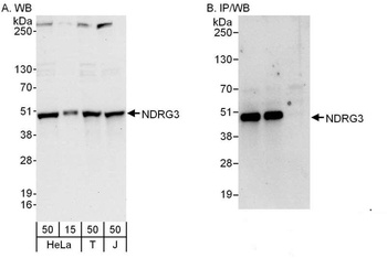 Rabbit NDRG3 Antibody