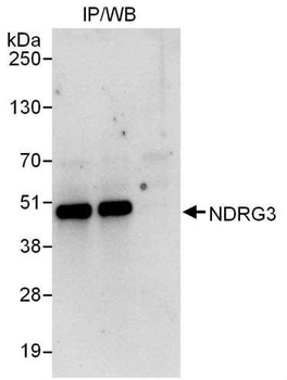 Rabbit NDRG3 Antibody