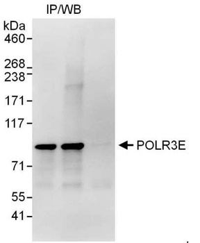 Rabbit POLR3E Antibody