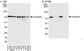 Rabbit Calnexin Antibody