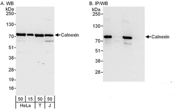 Rabbit Calnexin Antibody