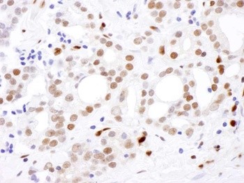 Rabbit anti-SAMHD1 Antibody