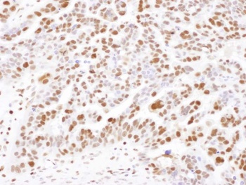 Rabbit anti-SAMHD1 Antibody