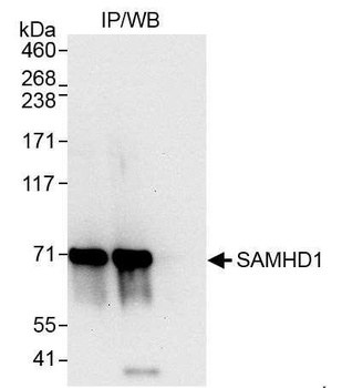 Rabbit anti-SAMHD1 Antibody