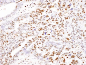 Rabbit anti-SAMHD1 Antibody