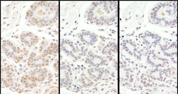 Rabbit anti-TAF5 Antibody