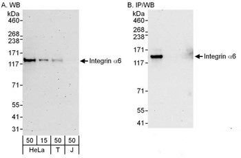 Rabbit Integrin Alpha 6 Antibody