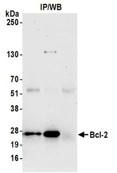 Rabbit anti-Bcl-2 Antibody