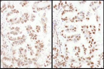 Rabbit anti-SRp75 Antibody