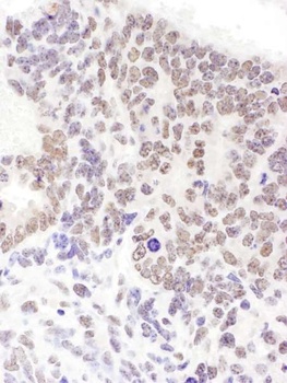 Rabbit anti-SRp55 Antibody