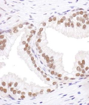 SRp55 Antibody