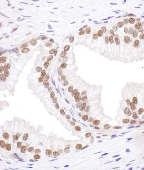 Rabbit anti-SRp55 Antibody