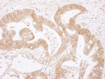 Rabbit anti-Caspase 3 Antibody