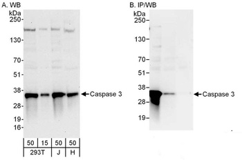 Rabbit anti-Caspase 3 Antibody