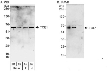 Rabbit anti-TOE1 Antibody