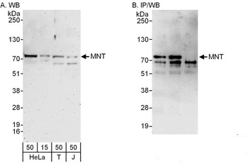 Rabbit MNT Antibody