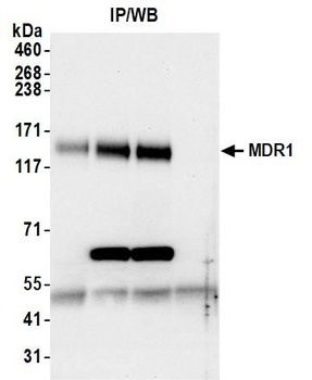 Rabbit MDR1/ABCB1 Antibody