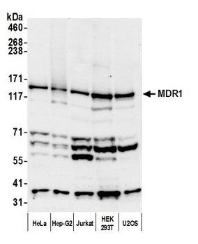Rabbit MDR1/ABCB1 Antibody